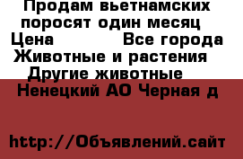 Продам вьетнамских поросят,один месяц › Цена ­ 3 000 - Все города Животные и растения » Другие животные   . Ненецкий АО,Черная д.